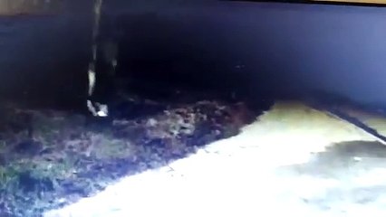 Así mató el jubilado al ladrón en Quilmes: el video clave de la causa que analiza el fiscal.