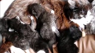 Four Black Kittens Turns 4 weeks old