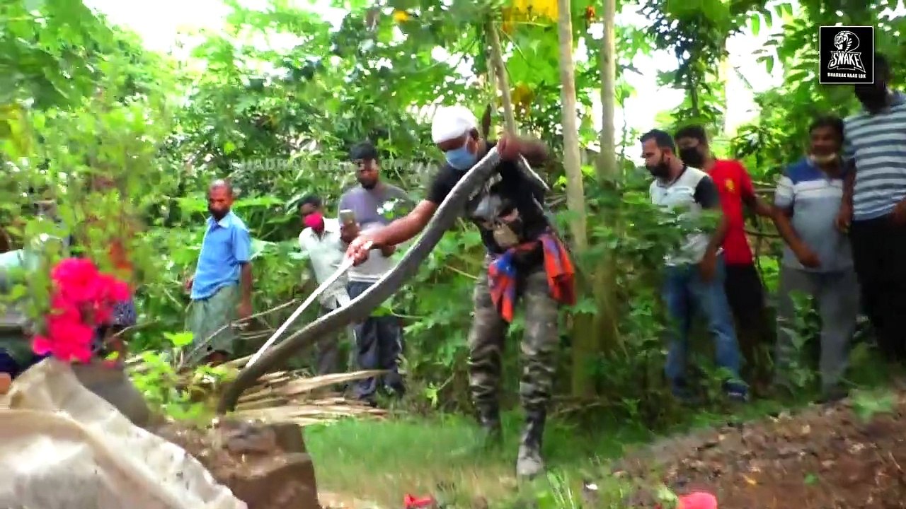 नागराज_दुनिया का सबसे खतरनाक सांप,4 हाथियों क ( 720 X 1280 )  | Indian Cobra Resq By a  village | Full Video By Enjoy Dusky hub