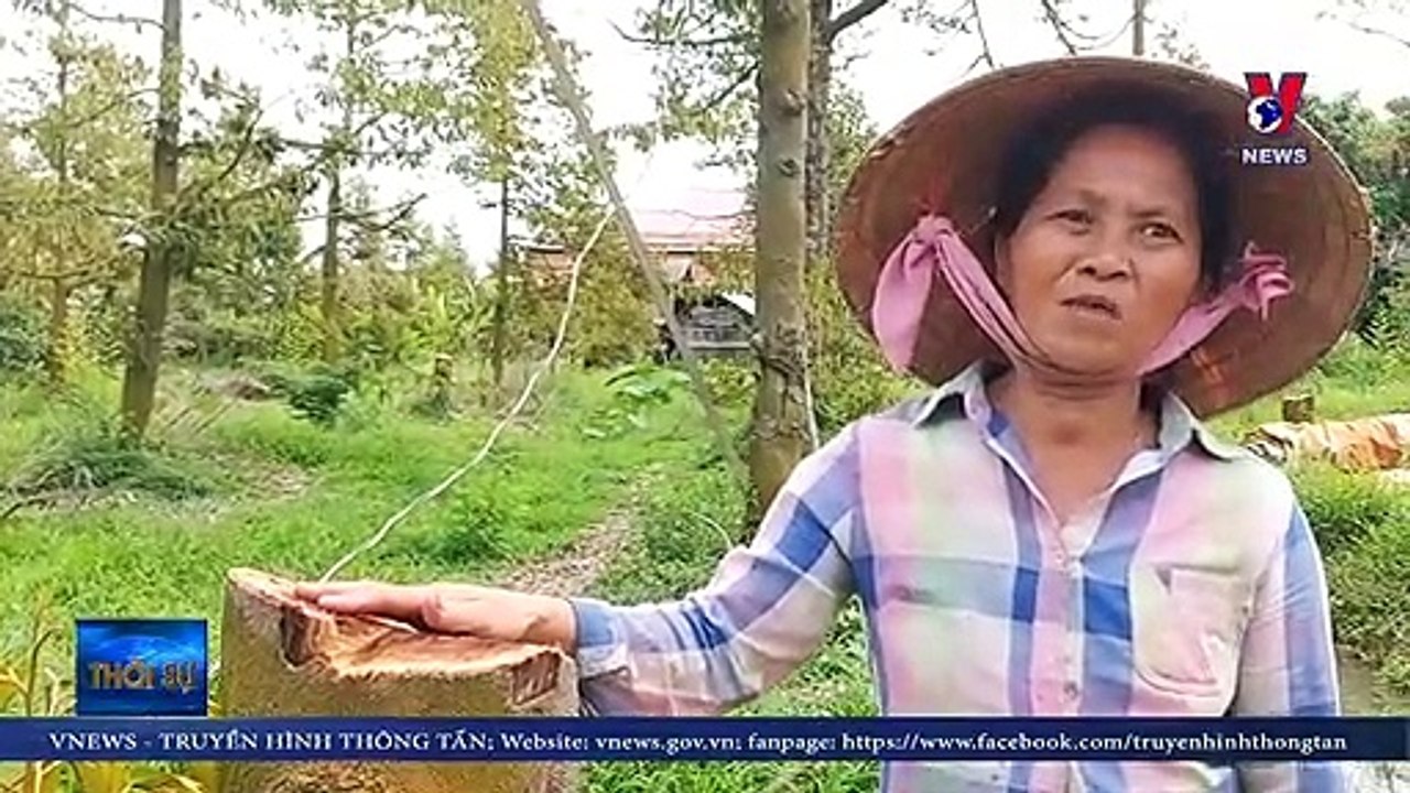 Người dân Bến Tre bắt đầu chặt bỏ cây sầu riêng