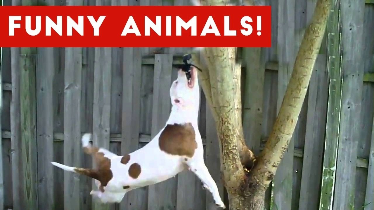 Funniest Pet Clips, Bloopers & Moments Caught On Tape 2017 _ Funny Pet Videos