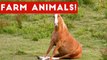 The Funniest Farm Animals Home Video Bloopers of 2017 Weekly Compilation _ Funny Pet Videos