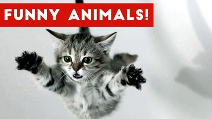 Funniest Pet Clips, Bloopers & Moments Caught On Tape 2017 _ Funny Pet Videos