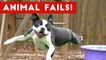Funniest Animal Fails May 2017 Compilation _ Funny Pet Videos