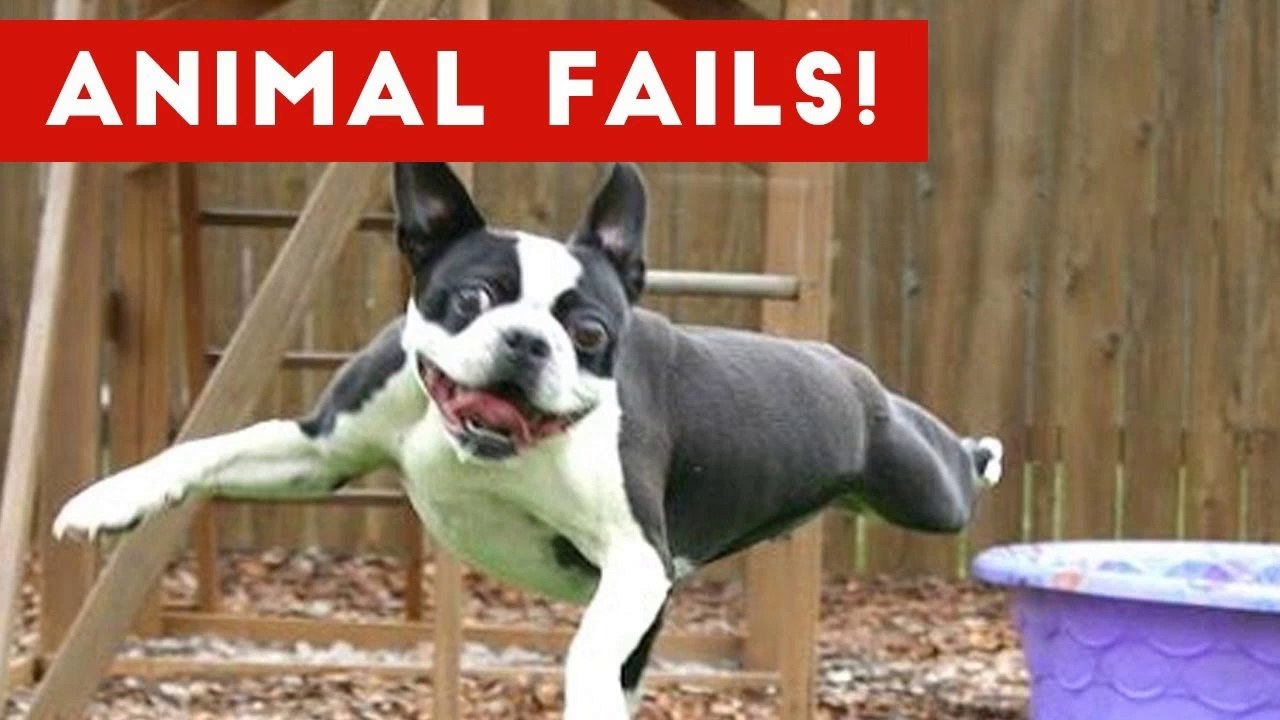 Funniest Animal Fails May 2017 Compilation _ Funny Pet Videos