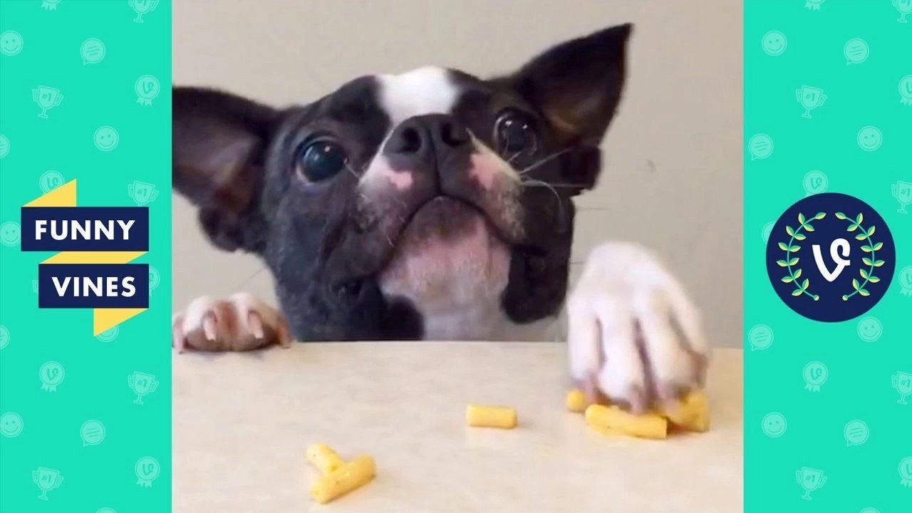 TRY NOT TO LAUGH - Funny Animals Compilation _...