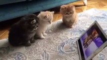 3 cute cats watching cartoons together