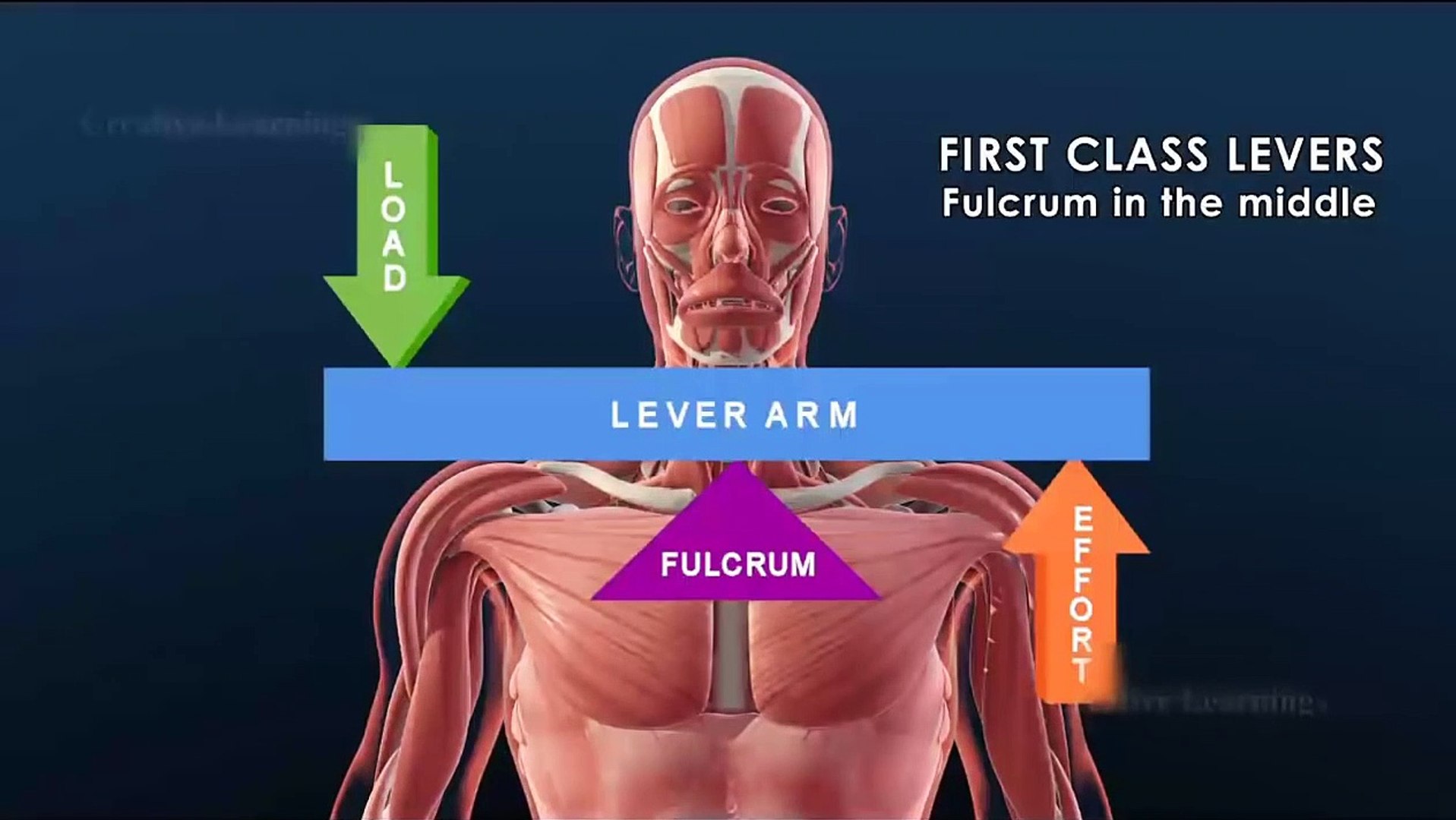 Joints and levers in the human body __ 3D Animation__Education Biology
