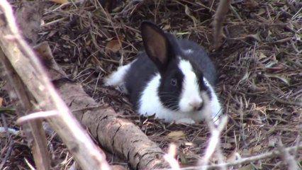e1.2. Une communication absolutiste précède les grands desseins