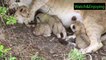 Lions baby was born in Hyenas territory-Hyenas attack Lion cubs After Mother Lion Giving Birth