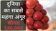 दुनिया का सबसे महंगा अंगूर | World's most expensive grapes | duniya ka sabse mahanga angur | grapes