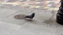 One-footed pigeon limps around London