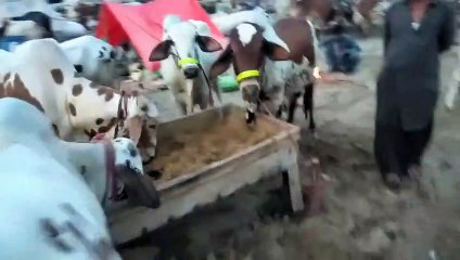 Sohrab Goth Cow Mandi 2020