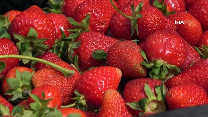 Bahçesaray’da ‘çilek’ mevsimi