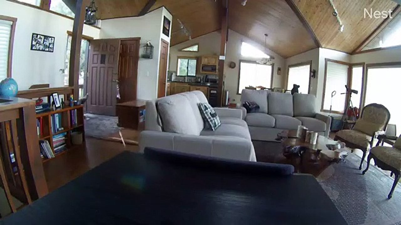 Cet ours curieux défonce la porte en utilisant son poids pour s'introduire dans la cabane