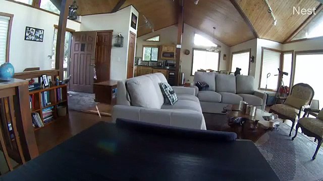 Cet ours curieux défonce la porte en utilisant son poids pour s'introduire dans la cabane