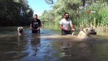 Dünyaca ünlü kangallar, kavurucu sıcaklarda ırmakta yüzerek serinliyorlar