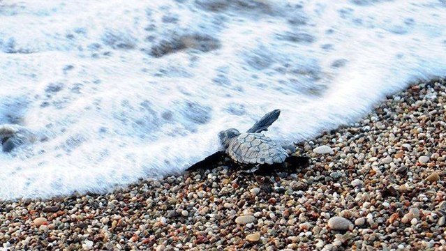 Yavru caretta carettalar denizle buluştu