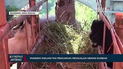 Pandemi Diklaim Tak Pengaruhi Penjualan Hewan Kurban