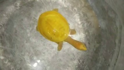 ‘I’ve never seen such a turtle’: rare yellow reptile found in eastern India