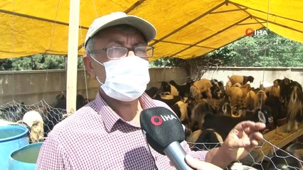 Kurban pazarında keçiye talep arttı