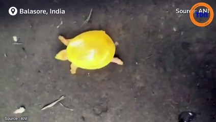 Une tortue jaune aux yeux roses sauvée in extremis en Inde !