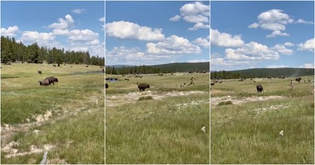 Mulher finge-se de morta para escapar a ataque de bisonte