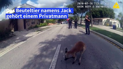 Hoppla: Polizei in Florida fängt ausgebüxtes Känguru ein