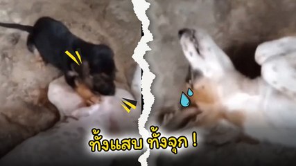 เอ็นดู !! ลูกสุนัขหิวจนหน้ามืด ดูดนมเต็มแรง แต่ดันมองผิด งานนี้เลยจุก !!