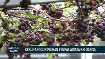 Wah Menarik! Kebun Anggur Bisa Petik Buah Sendiri