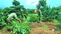Đắk Lắk: Trồng trái phép 78 cây cần sa