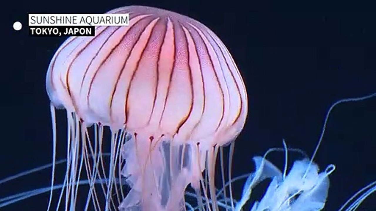 Nouvel espace panoramique pour méduses dans un aquarium japonais