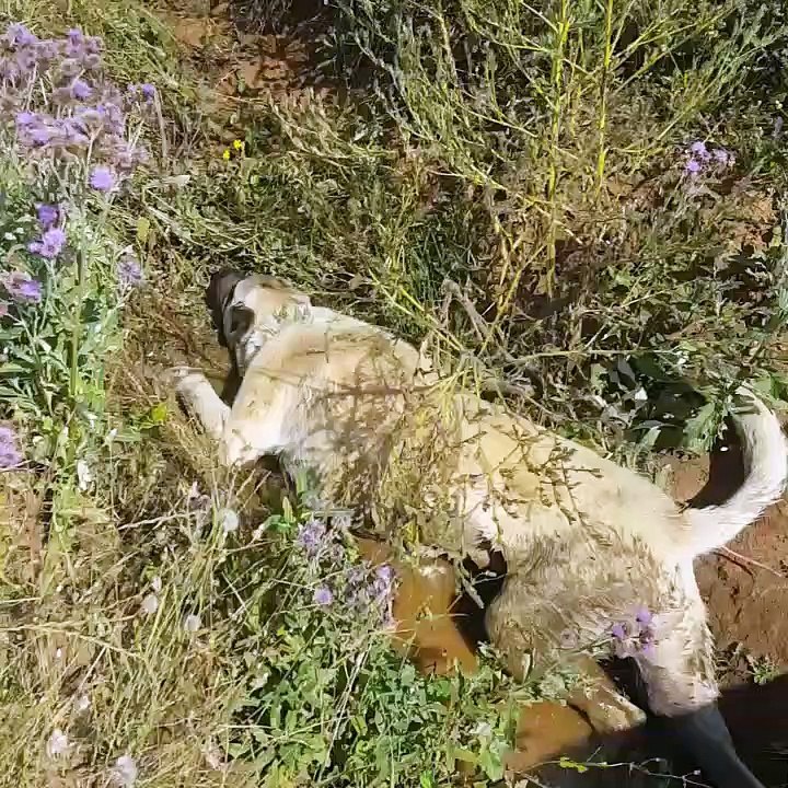 SiVAS KANGAL KOPEGiNiN OGLEN SERiNLEMESi - KANGAL SHEPHERD DOG NOON COOLiNG