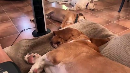 Quand des chiens entendent le mot écureuil