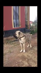 YUKSEK KALiTE MALAKLI COBAN KOPEGi - QUALiTY MALAKLI SHEPHERD DOG