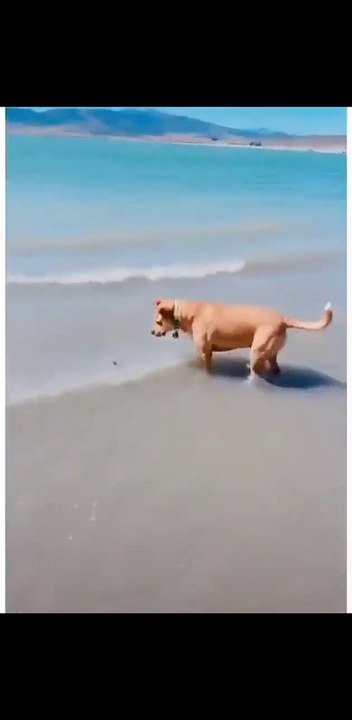 Scary Dog haha ha ha ha.....