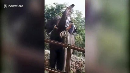 Aggressive elephant attempts to break construction barrier in southern India