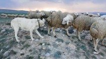 SiVAS KANGAL KOPEGiNiN KOYUN SURUSU için OZVERiSi - KaNGAL SHEPHERD DOG FLEA CLEANiNG