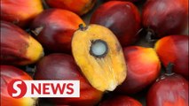 'Palm Oil-God's Gift' is new slogan for palm oil campaign, says Commodities Minister