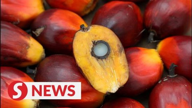 'Palm Oil-God's Gift' is new slogan for palm oil campaign, says Commodities Minister