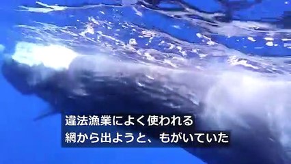 巨大クジラがまた漁網に絡まる、救出作業は難航 シチリア沖（20日）