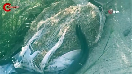 Yılanların aşk dansı böyle görüntülendi