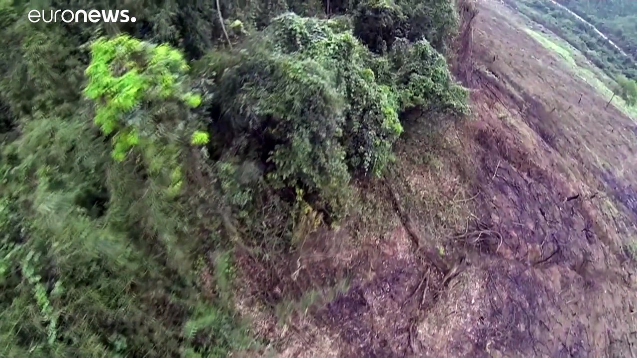 Situation des forêts dans le monde : nouveau rapport de la FAO