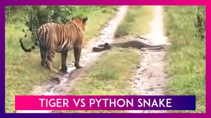 Tiger vs Python Snake Captured on Camera at Safari in Nagarhole