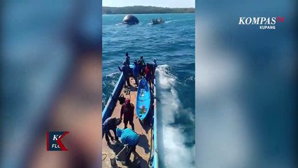 Download Video: Begini Proses Evakuasi Paus Biru Yang Terdampar di Kupang