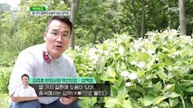 독특한 향기 품은 여름 약초! 삼백초