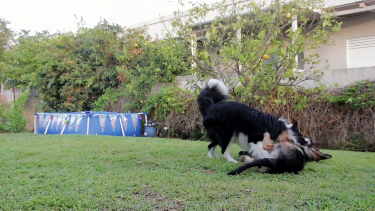 Dogs playing with each other