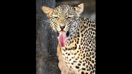 Animals life best top clips of forest and jungle beasts