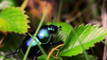 forest wonderful animals