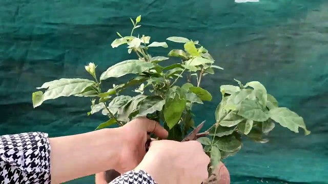 How to Care Jasmine Plant | How to Grow Jasmine Flower |2020 | Muaz Gardening